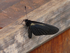 Altinote ozomene gabrielae