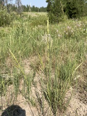 Bromus marginatus