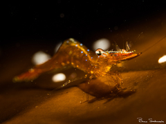 Heptacarpus franciscanus