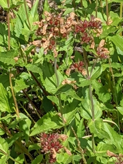 Penstemon serrulatus