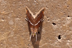 Abegesta remellalis