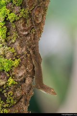 Anolis cristatellus cristatellus