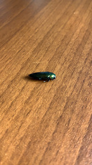Buprestinae