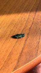 Buprestinae