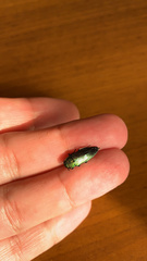 Buprestinae