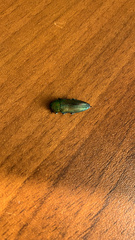 Buprestinae