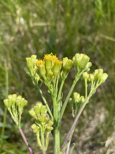 Image of Senecio hydrophilus by (c) Matt Berger, some rights reserved (CC BY)