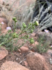 Symphyotrichum porteri