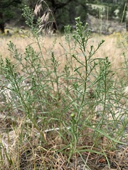 Symphyotrichum porteri