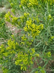Chrysothamnus