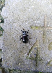 Derosphaerus exularis