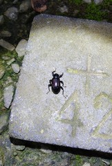 Derosphaerus exularis