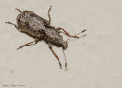 Meconemus infuscatus