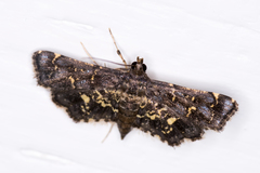 Eurrhyparodes lygdamis
