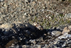 Dendragapus fuliginosus