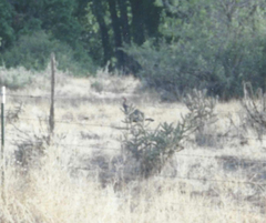 Meleagris gallopavo merriami