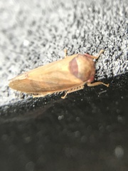 Iassus lanio