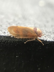 Iassus lanio