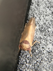 Iassus lanio
