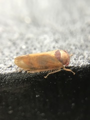 Iassus lanio