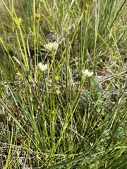 Parnassia parviflora