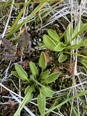 Parnassia parviflora