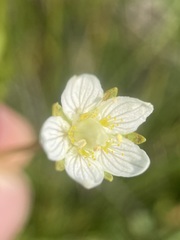 Parnassia parviflora