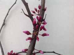 Cercis canadensis canadensis