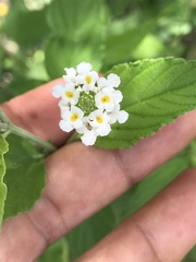 Lantana canescens
