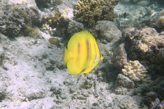 Chaetodon rainfordi