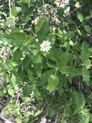 Lantana canescens