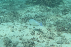 Choerodon schoenleinii