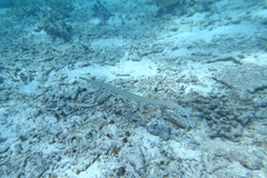 Fistularia commersonii