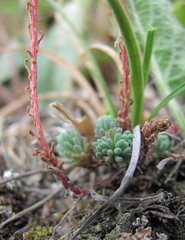 Sedum tenellum