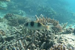 Parupeneus crassilabris