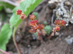 Sedum tenellum