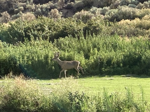 Mule Deer photographed in Nevada