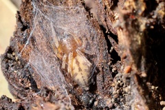 Clubiona robusta
