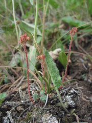 Sedum tenellum