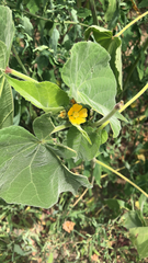 Abutilon theophrasti