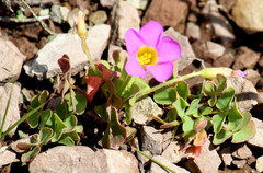 Oxalis obliquifolia image