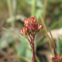 Sedum tenellum