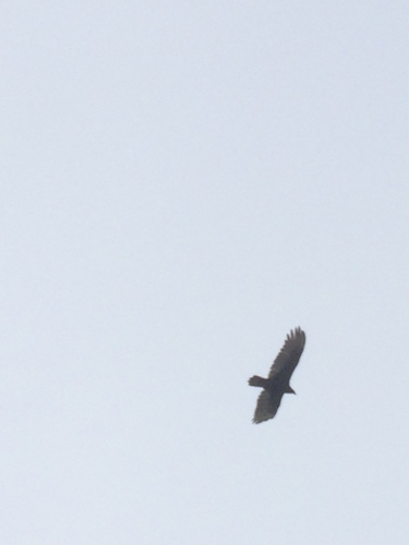 Turkey Vulture photographed in Vermont