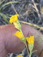 Pyrrocoma racemosa paniculata
