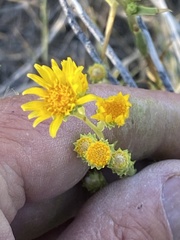 Pyrrocoma racemosa paniculata