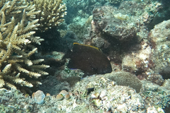 Plectroglyphidodon apicalis