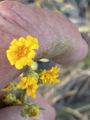 Pyrrocoma racemosa paniculata