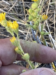 Pyrrocoma racemosa paniculata