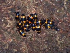 Episcapha quadrimacula