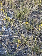 Pyrrocoma racemosa paniculata